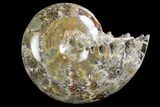 Polished, Agatized Ammonite (Phylloceras?) - Madagascar #149191-1